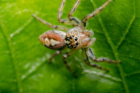 Little hairy jumping spider on a plant leafの写真素材