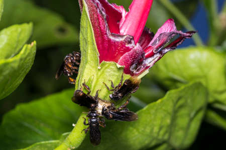 Black wasp eating from a plantの写真素材
