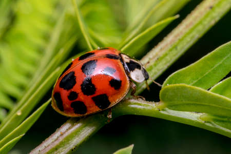 Little cute red ladybug with black dots on a plant branchの写真素材
