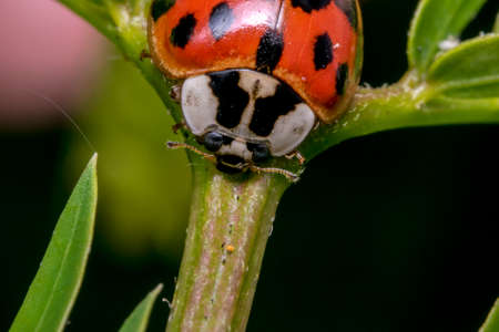 Little cute red ladybug with black dots on a plant branchの写真素材