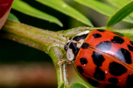 Little cute red ladybug with black dots on a plant branchの写真素材