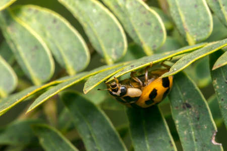 Small brown ladybug with black dots on a plant leavesの写真素材