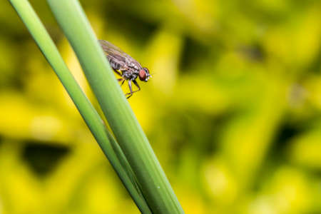 Small fly standing on a leafの写真素材