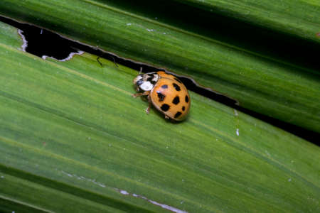 Small brown ladybug with black dots on a plant leavesの写真素材