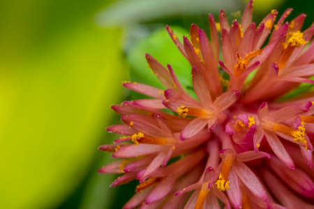 Tiny detailed pink flower in the wildの写真素材