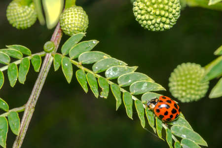 Orange lady bug with black dotsの写真素材