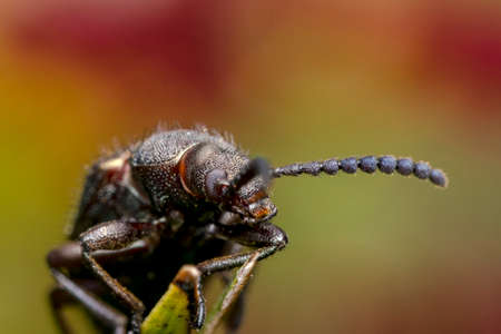 Ugly long horn bug walking on a leaf