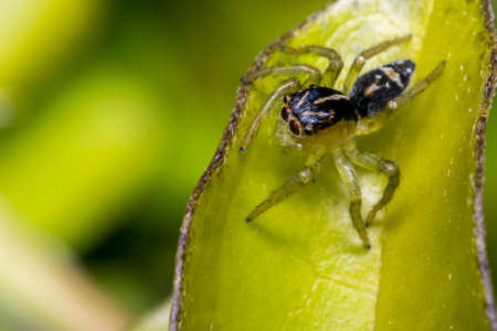 Tiny cute jumping spider on a tree leafの写真素材