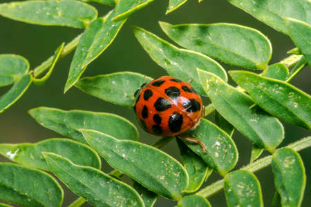 Orange lady bug with black dotsの写真素材