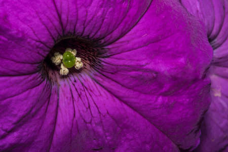 Purple primrose flower with stamen in the wildの写真素材