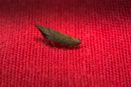 Very tiny insect over red clothes
