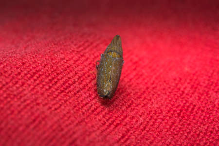 Very tiny insect over red clothesの写真素材