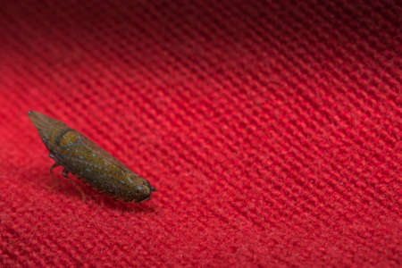 Very tiny insect over red clothesの写真素材