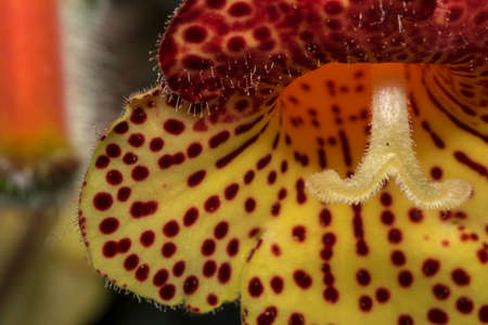 Cute yellow, red, spotted bell flowerの写真素材