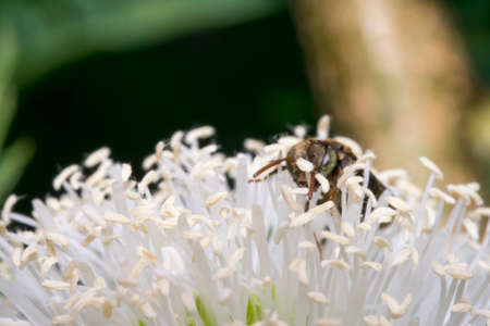 Little black wasp on some white flowers