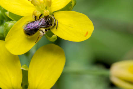 Tiny black wasp on a yellow primrose flowerの写真素材