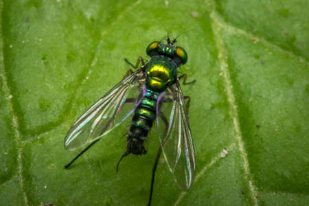 Tiny green fly on a leafの写真素材