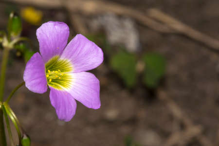Little pink woodsorrel flower in a garden
