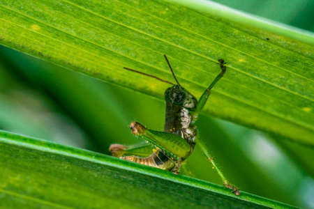 Wild cricket resting on a plant leaf
