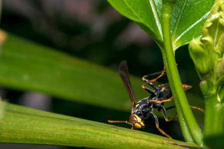 Big wasp on a plant leafの写真素材