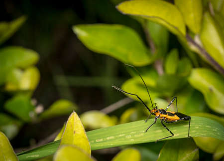 Pyrrhocoridae bug resting on a plant leaf