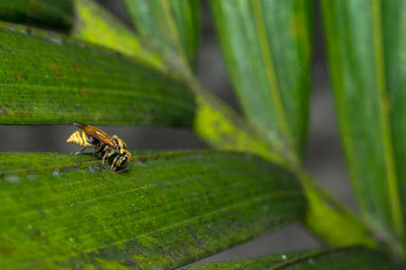 Yellow and black striped wasp resting on a tree leafの写真素材