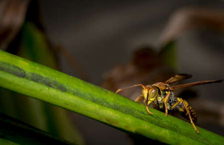 Yellow and black striped wasp resting on a tree leafの写真素材