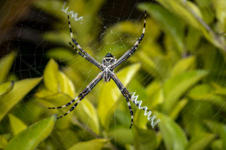 Wild spider waiting for prey in the forestの写真素材