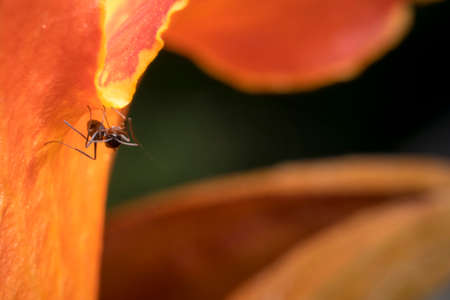 Ant cleaning itself while hanging on a flower petalの写真素材