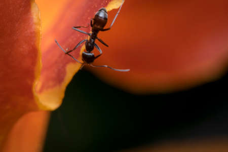 Ant cleaning itself while hanging on a flower petalの写真素材