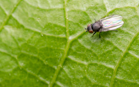 Small fly resting on a plant leaf