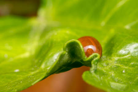 A lonely brown ladybug walking on a plant branchの写真素材