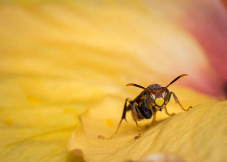 Wasp on a yellow flower watching to the camera