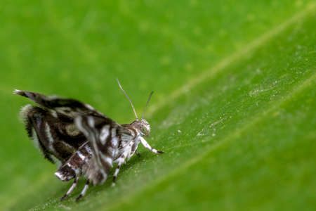 Black and white moth butterfly with defensive open wings on a green leafの写真素材