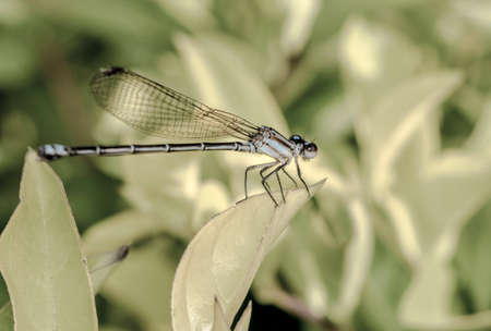 Shiny dragonfly on a tree leafの写真素材