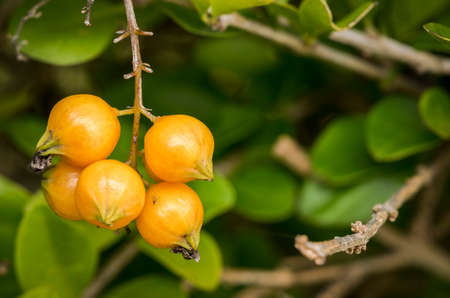 Yellow berries hanging on a tree branchの写真素材