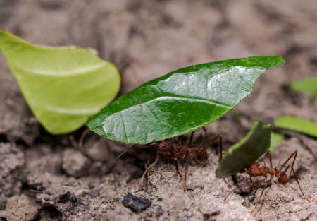 Ants carrying green leaf parts to their nestの写真素材