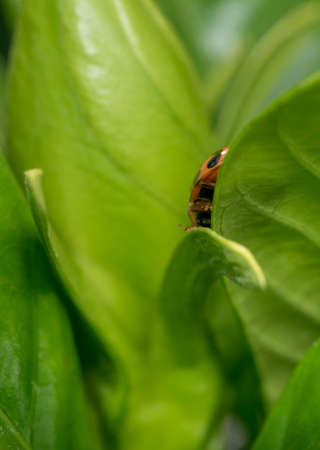 Spotted orange ladybug on a green leafの写真素材