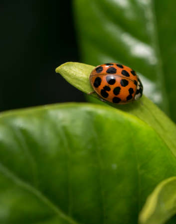 Spotted orange ladybug on a green leafの写真素材
