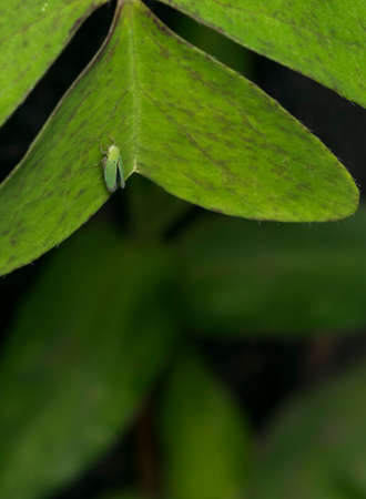 Green leafhopper insect on a green leafの写真素材