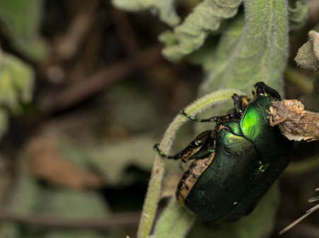 Metalic green beetle in the wildの写真素材