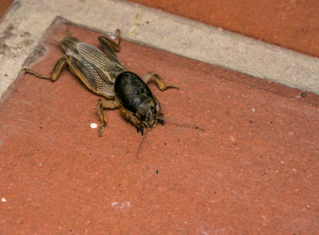 Brown mole cricket in a farmの写真素材