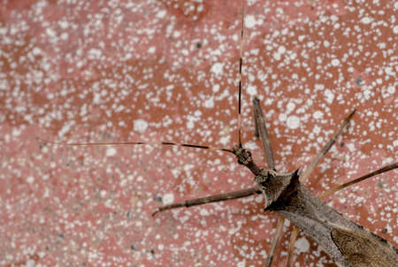 Giant true bug on a farm floor