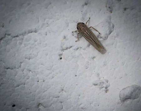 Small leafhopper insect on a white wallの写真素材
