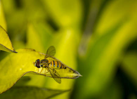 Toxomerus marginatus or flower fly on a green leafの写真素材