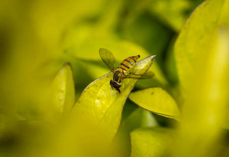 Toxomerus marginatus or flower fly on a green leaf
