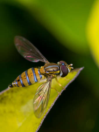 Toxomerus marginatus or flower fly on a green leafの写真素材