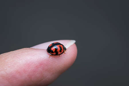 Small ladybug walking on a human fingerの写真素材