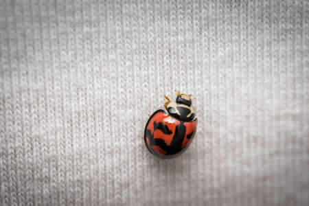 Small ladybug walking on a shirt