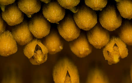 Sunflower head macro photo seeds backgroundの写真素材
